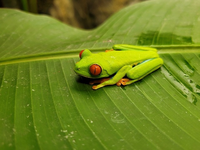 アカメアマガエル